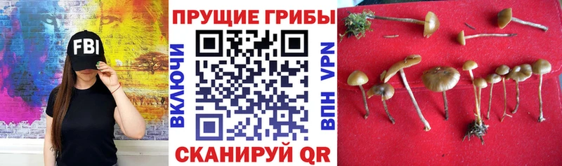где найти наркотики  OMG маркетплейс  Псилоцибиновые грибы Cubensis  shop какой сайт  Котельники 